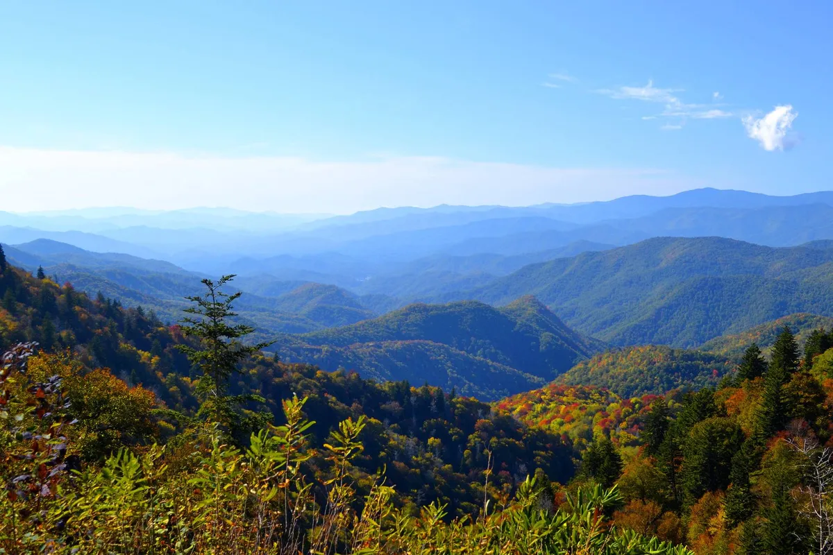 A sweeping view of local mountain ranges with vibrant fall foliage and a clear blue sky. The scene highlights hiking trails, abundant nature, and serenity—perfect for outdoor adventures with your dog.
